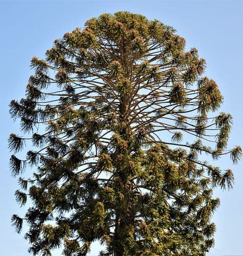 Bunya Pine