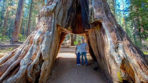 Giant Sequoia