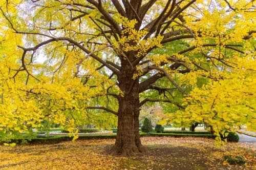Ginkgo